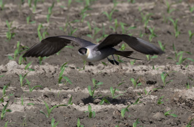 Labbe à longue queue / Stercorarius longicaudus / Long-tailed Jaeger