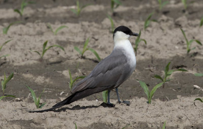 Labbe à longue queue / Stercorarius longicaudus / Long-tailed Jaeger