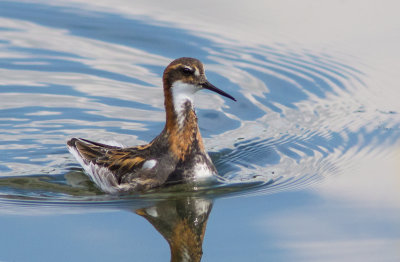 Phalarope à bec étroit / Phalaropus lobatus / Red-necked Phalarope