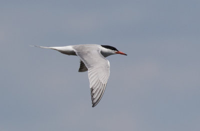 Sterne pierregarin / Sterna hirundo / Common Tern
