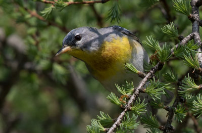 Paruline à collier / Setophaga americana / Northern Parula