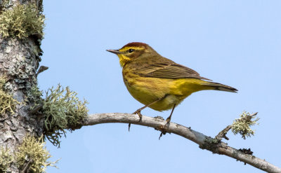 Paruline à couronne rousse / Setophaga palmarum / Palm Warbler