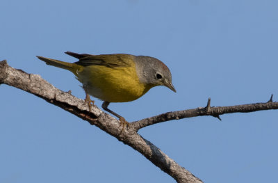 Paruline à joues grises / Leiothlypis ruficapilla / Nashville Warbler