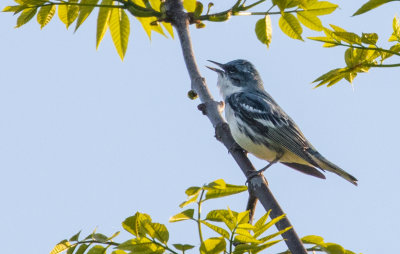 Paruline azurée / Setophaga cerulea / Cerulean Warbler