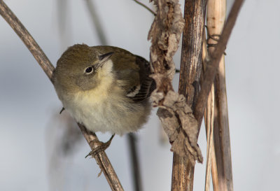 Paruline des pins / Setophaga pinus / Pine Warbler