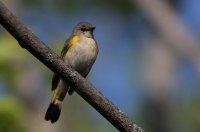 Paruline flambloyante / Setophaga ruticilla / American Redstart