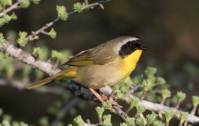 Paruline masquée / Geothlypis trichas / Common Yellowthroat