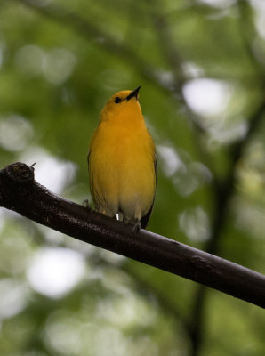 Paruline orangée / Protonotaria citrea / Prothonotary Warbler