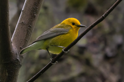 Paruline orangée / Protonotaria citrea / Prothonotary Warbler