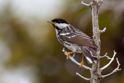 Paruline rayée / Dendroica striata / Blackpoll Warbler