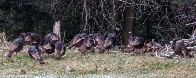Dindons sauvages / Meleagris gallopavo / Wild Turkey