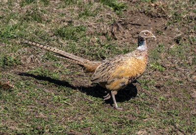 Faisan de Colchide / Phasianus colchicus / Common Pheasant