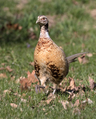 Faisan de Colchide / Phasianus colchicus / Common Pheasant