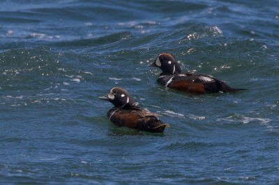 Arlequin plongeur / Histrionicus histrionicus / Harlequin Duck