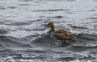 Eider à duvet / Somateria mollissima / Common Eider