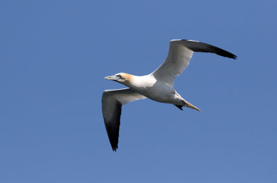 Fou de Bassan / Morus bassanus / Northern Gannet