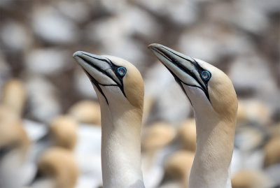 Fou de Bassan / Morus bassanus / Northern Gannet