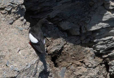 Guillemot à miroir / Cepphus grylle / Black Guillemot