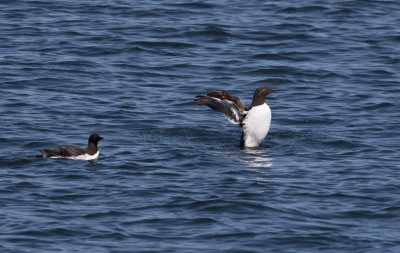 Guillemot marmette / Uria aalge / Common Murre