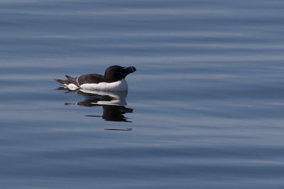 Petit pingouin / Alca torda / Razorbill