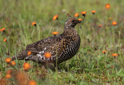 Tétras du Canada / Falcipennis canadensis / Spruce Grouse