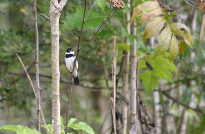Sporophile  col blanc - White-collared Seedeater