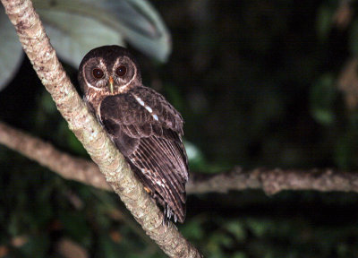 Chouette mouchete - Mottled Owl