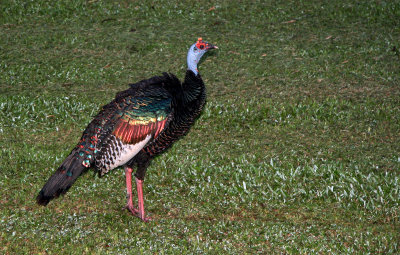 Dindon ocell - Ocellated Turkey