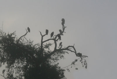 Urubus  tte rouge - Turkey vultures
