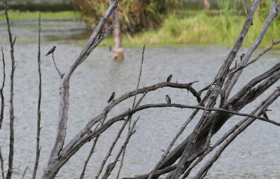 Hirondelles de Mangrove - Mangrove Swallows