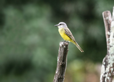 Tyran mlancolique - Tropical Kingbird