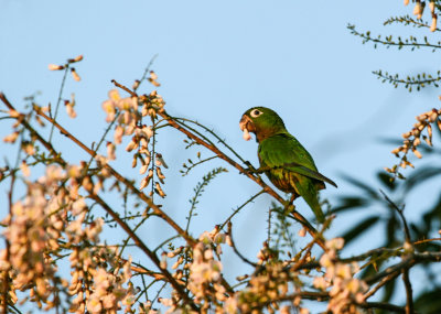 Caque  capuchon - Brown-hooded Parrot