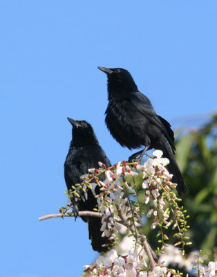Quiscales chanteurs - Melodious Blackbirds