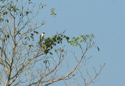 Macagua rieur - Laughing Falcon