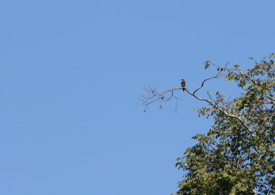 Faucon des chauves-souris - Bat Falcon