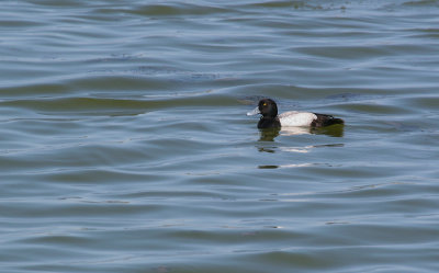 Fuligule milouinan / Aythya marila / Greater Scaup