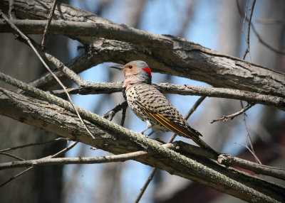 Pic Flamboyant / Colaptes auratus / Northern Flicker