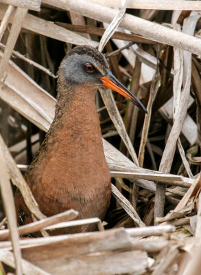 Rle de Virginie - Rallus limicola - Virginia Rail