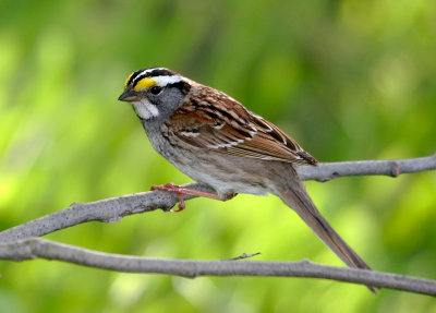 Bruant    gorge blanche / Zonotrichia albicollis / White-throated Sparrow