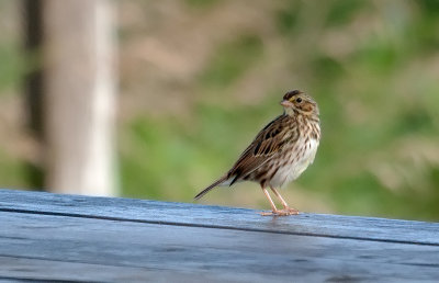 Bruant des prs / Passerculus sandwichensis / Savannah Sparrow