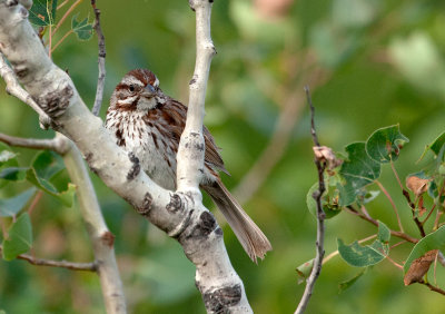 Bruant chanteur / Melospiza melodia / Song Sparrow