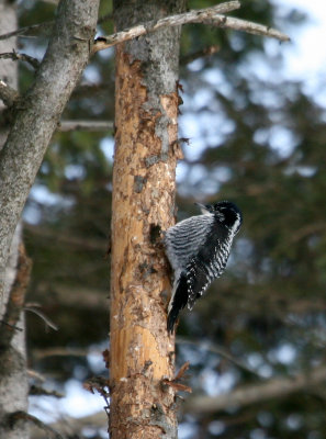 Pic  dos ray / Picoides dorsalis / American Three-toed Woodpecker