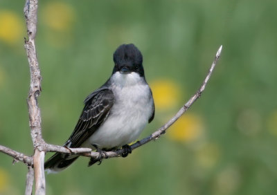 Tyran tritri / Tyrannus tyrannus / Eastern Kingbird