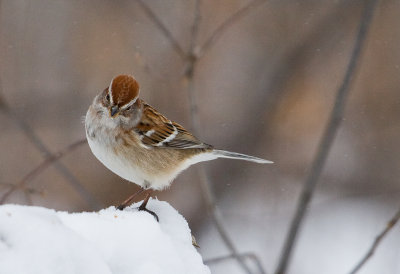 Bruant hudsonien / Spizella arborea / American Tree Sparrow