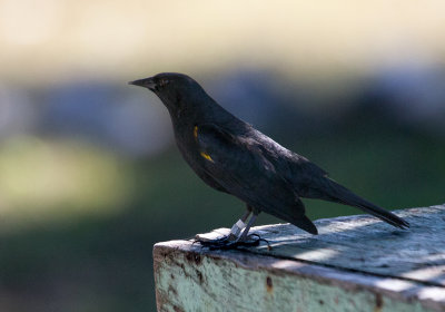 Carouge de Porto Rico - Yellow-shouldered Blackbird