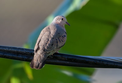Colombe  queue noire - Common Ground-Dove