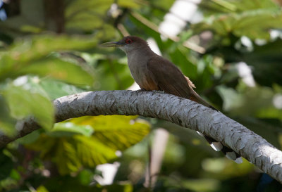 Tacco de Porto Rico - Puerto Rican Lizard-Cuckoo