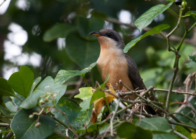 Coulicou manioc - Mangrove Cuckoo