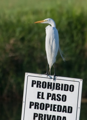 Grande aigrette - Great Egret