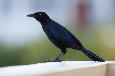 Quiscale noir - Greater Antillean Grackle